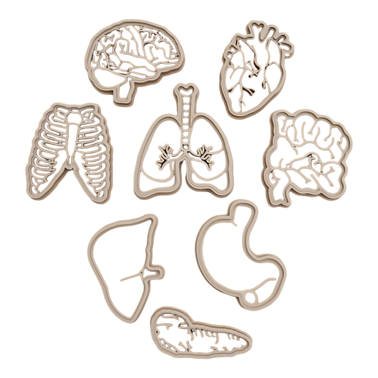 Human Body Parts || Anatomy EcoCutter Collection