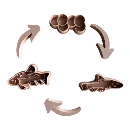 Life Cycle of a Fish EcoCutter Collection